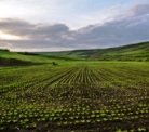 Границы земельных участков могут начать согласовывать с муниципалитетами Границы земельных участков могут начать согласовывать с муниципалитетами