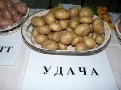 В Пензенской области в 2014 году планируется в два раза увеличить производство товарного картофеля