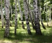 На заседании круглого стола обсудят проблемы лесной и лесоперерабатывающей отрасли На заседании круглого стола обсудят проблемы лесной и лесоперерабатывающей отрасли
