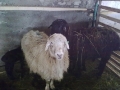Поголовье овец в крестьянских (фермерских) хозяйствах Малосердобинского района увеличивается