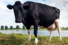 Приказом Министерства сельского хозяйства Пензенской области утверждены ставки субсидий на развитие молочного и мясного скотоводства в 2015 году