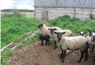 В Наровчатском районе Агентство по развитию предпринимательства оказывает помощь субъектам предпринимательства по приобретению взрослых суягных овец