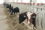 Пензенская область - первая в ПФО по приросту надоя молока на корову и приросту поголовья свиней