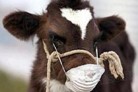 В некоторых районах Пензенской области отменены ограничительные мероприятия по бешенству животных