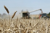 В Пензенской области рекордный урожай зерновых