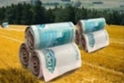 Сельхозтоваропроизводители могут получить господдержку в виде субсидии на приобретение семян элиты, закладку и уход за многолетними насаждениями