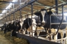 Камешкирский район планирует развивать молочное животноводство
