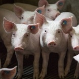 Правительство расширило перечень санкционной продукци Правительство расширило перечень санкционной продукци
